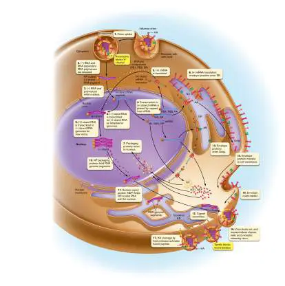 Figure from Chapter 11, Microbiology: An Evolving Science 6e