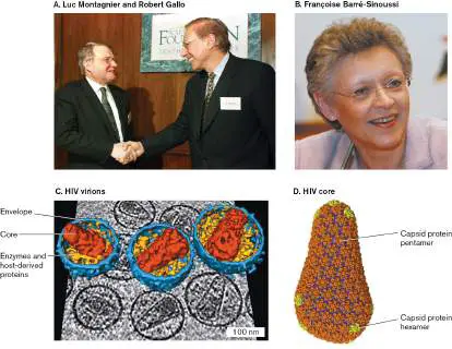 Figure from Chapter 11, Microbiology: An Evolving Science 6e