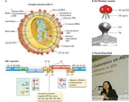 Figure from Chapter 11, Microbiology: An Evolving Science 6e
