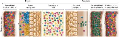 Figure from Chapter 11, Microbiology: An Evolving Science 6e
