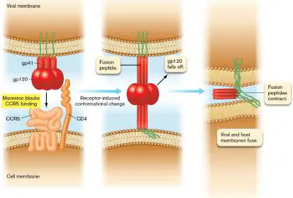 Figure from Chapter 11, Microbiology: An Evolving Science 6e