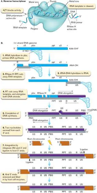 Figure from Chapter 11, Microbiology: An Evolving Science 6e