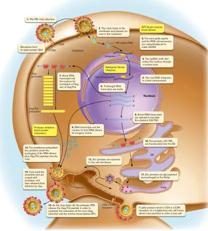 Figure from Chapter 11, Microbiology: An Evolving Science 6e