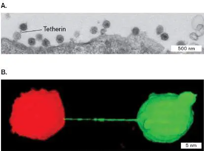 Figure from Chapter 11, Microbiology: An Evolving Science 6e