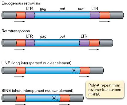 Figure from Chapter 11, Microbiology: An Evolving Science 6e