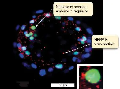 Figure from Chapter 11, Microbiology: An Evolving Science 6e