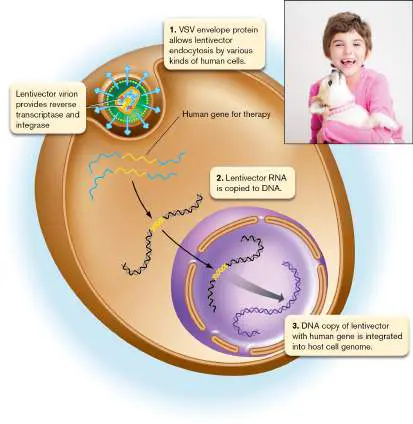 Figure from Chapter 11, Microbiology: An Evolving Science 6e