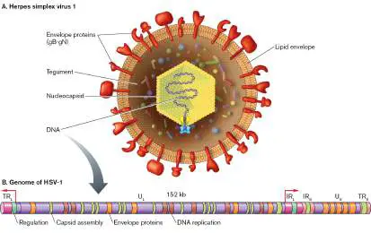 Figure from Chapter 11, Microbiology: An Evolving Science 6e