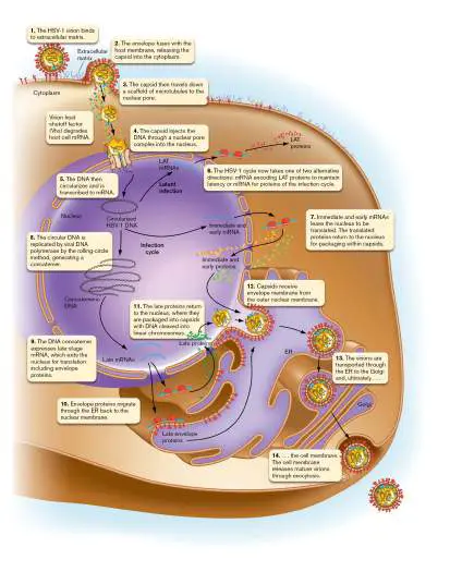 Figure from Chapter 11, Microbiology: An Evolving Science 6e