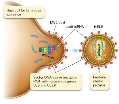 Figure from Chapter 11, Microbiology: An Evolving Science 6e