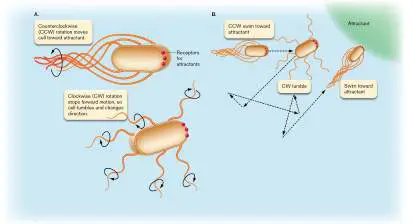 Figure from Chapter 12, Microbiology: An Evolving Science 6e