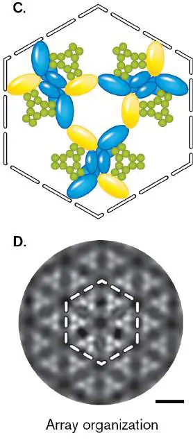 Figure from Chapter 12, Microbiology: An Evolving Science 6e