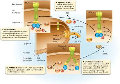 Figure from Chapter 12, Microbiology: An Evolving Science 6e