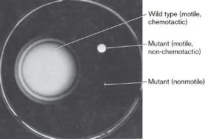 Figure from Chapter 12, Microbiology: An Evolving Science 6e