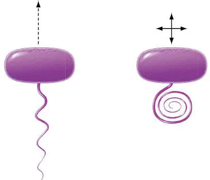 Figure from Chapter 12, Microbiology: An Evolving Science 6e