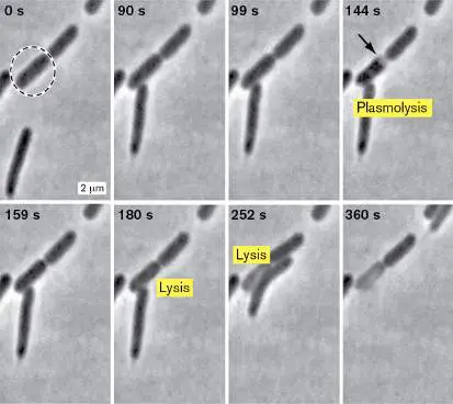 Figure from Chapter 12, Microbiology: An Evolving Science 6e