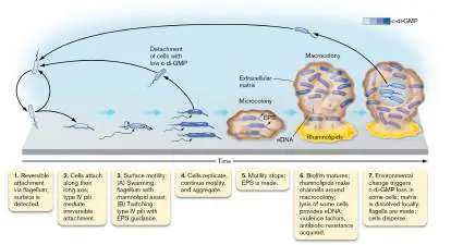 Figure from Chapter 12, Microbiology: An Evolving Science 6e