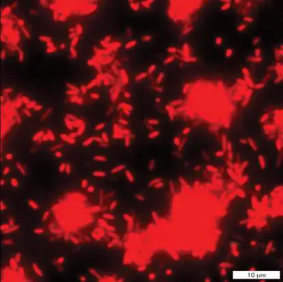 Figure from Chapter 12, Microbiology: An Evolving Science 6e