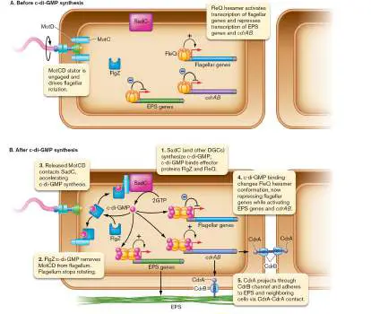 Figure from Chapter 12, Microbiology: An Evolving Science 6e