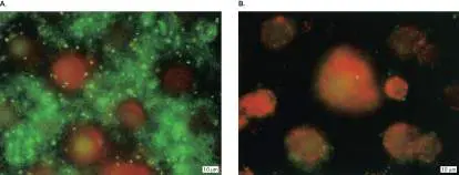 Figure from Chapter 12, Microbiology: An Evolving Science 6e