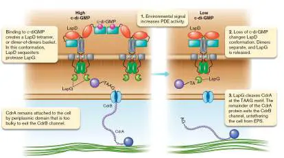 Figure from Chapter 12, Microbiology: An Evolving Science 6e