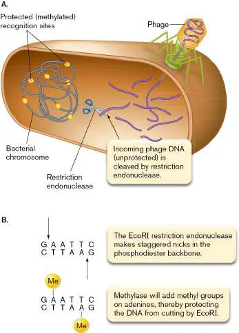 Figure from Chapter 12, Microbiology: An Evolving Science 6e
