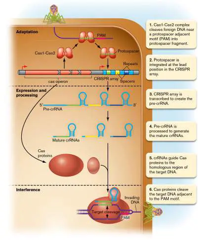 Figure from Chapter 12, Microbiology: An Evolving Science 6e