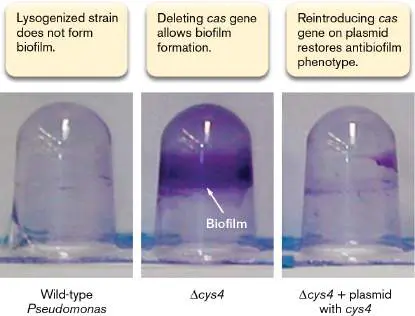 Figure from Chapter 12, Microbiology: An Evolving Science 6e