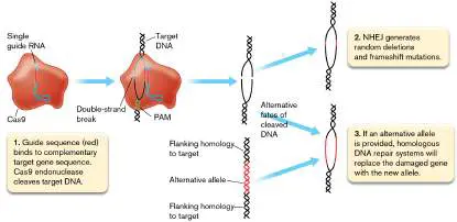 Figure from Chapter 12, Microbiology: An Evolving Science 6e