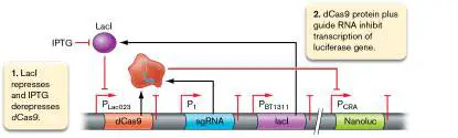 Figure from Chapter 12, Microbiology: An Evolving Science 6e