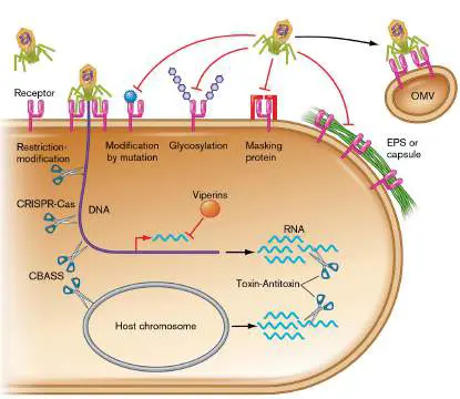 Figure from Chapter 12, Microbiology: An Evolving Science 6e