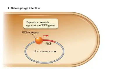 Figure from Chapter 12, Microbiology: An Evolving Science 6e