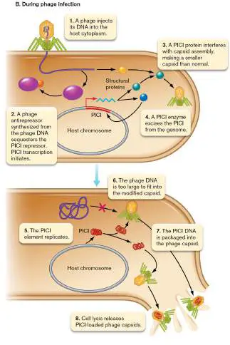 Figure from Chapter 12, Microbiology: An Evolving Science 6e