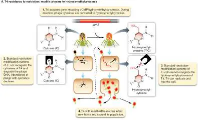 Figure from Chapter 12, Microbiology: An Evolving Science 6e