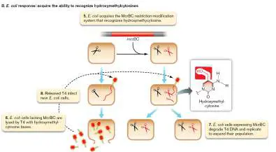 Figure from Chapter 12, Microbiology: An Evolving Science 6e
