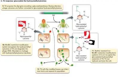 Figure from Chapter 12, Microbiology: An Evolving Science 6e