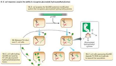 Figure from Chapter 12, Microbiology: An Evolving Science 6e