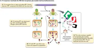 Figure from Chapter 12, Microbiology: An Evolving Science 6e