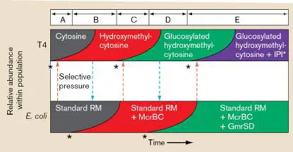 Figure from Chapter 12, Microbiology: An Evolving Science 6e