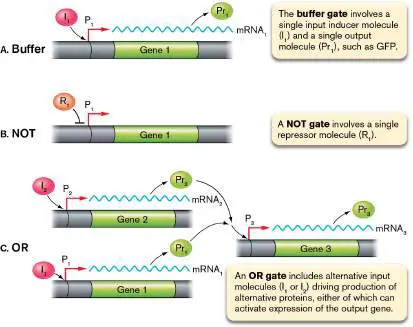 Figure from Chapter 12, Microbiology: An Evolving Science 6e