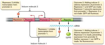 Figure from Chapter 12, Microbiology: An Evolving Science 6e