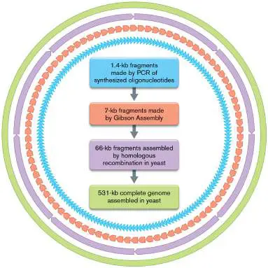 Figure from Chapter 12, Microbiology: An Evolving Science 6e