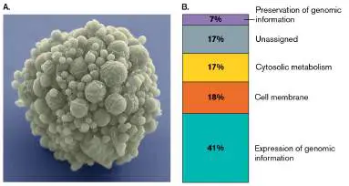 Figure from Chapter 12, Microbiology: An Evolving Science 6e