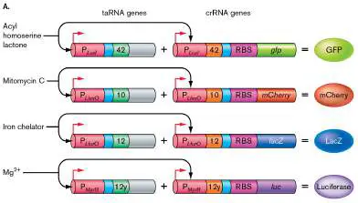 Figure from Chapter 12, Microbiology: An Evolving Science 6e