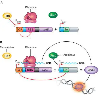 Figure from Chapter 12, Microbiology: An Evolving Science 6e