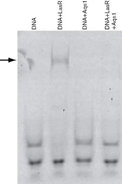 Figure from Chapter 12, Microbiology: An Evolving Science 6e