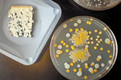 Figure from Chapter 13, Microbiology: An Evolving Science 6e