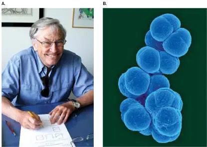 Figure from Chapter 13, Microbiology: An Evolving Science 6e