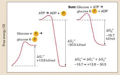 Figure from Chapter 13, Microbiology: An Evolving Science 6e
