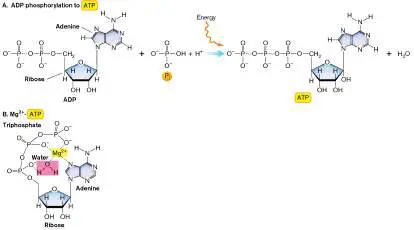 Figure from Chapter 13, Microbiology: An Evolving Science 6e